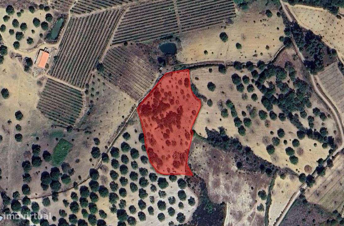 Terreno com castanheiros em Penela da Beira - Grande imagem: 2/15