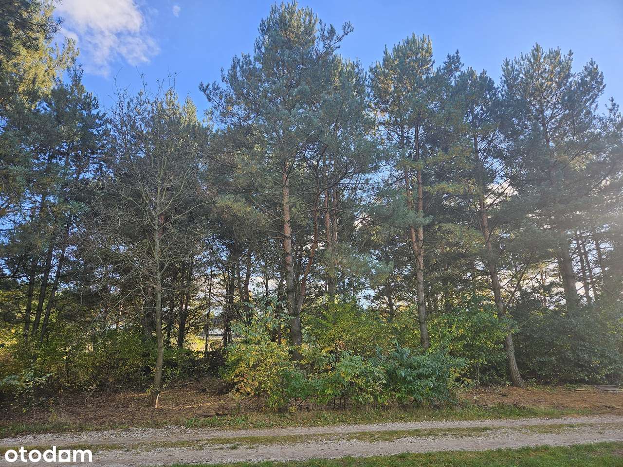 Działka budowlana 2000m2 Florentynów Bechcice-Wieś - Pełny obrazek: 5/8