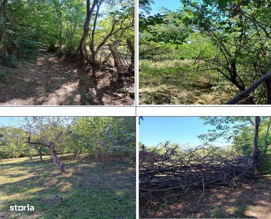 Teren Buciumeni, ID: R2431873 - Imagine principală: 5/7