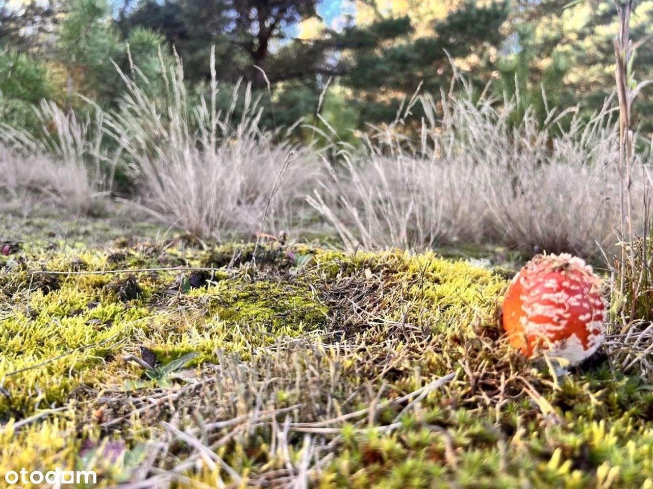 Działka siedliskowa z linią brzegową, przy lesie-7