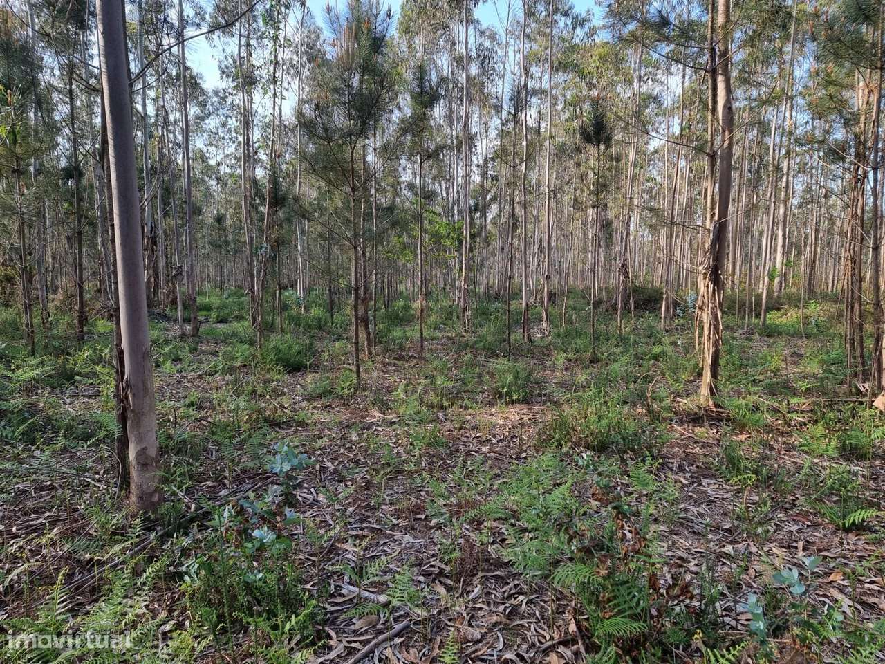 Terreno rústico com pinhal em Terroso - Póvoa de Varzim - Grande imagem: 5/19
