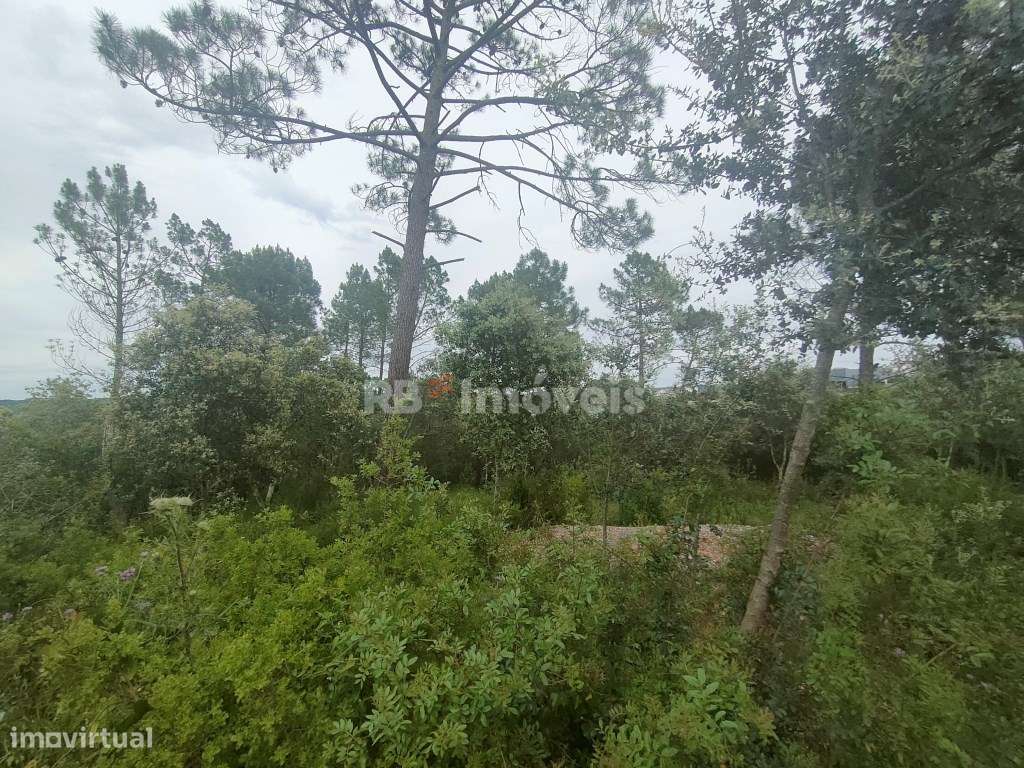 Terreno Rústico com 6920m2 - Pedreira, Tomar - Grande imagem: 4/10