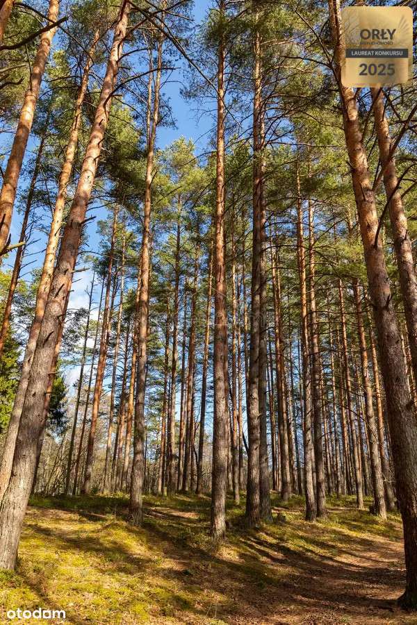 Malowniczo położony las niedaleko jeziora!-1