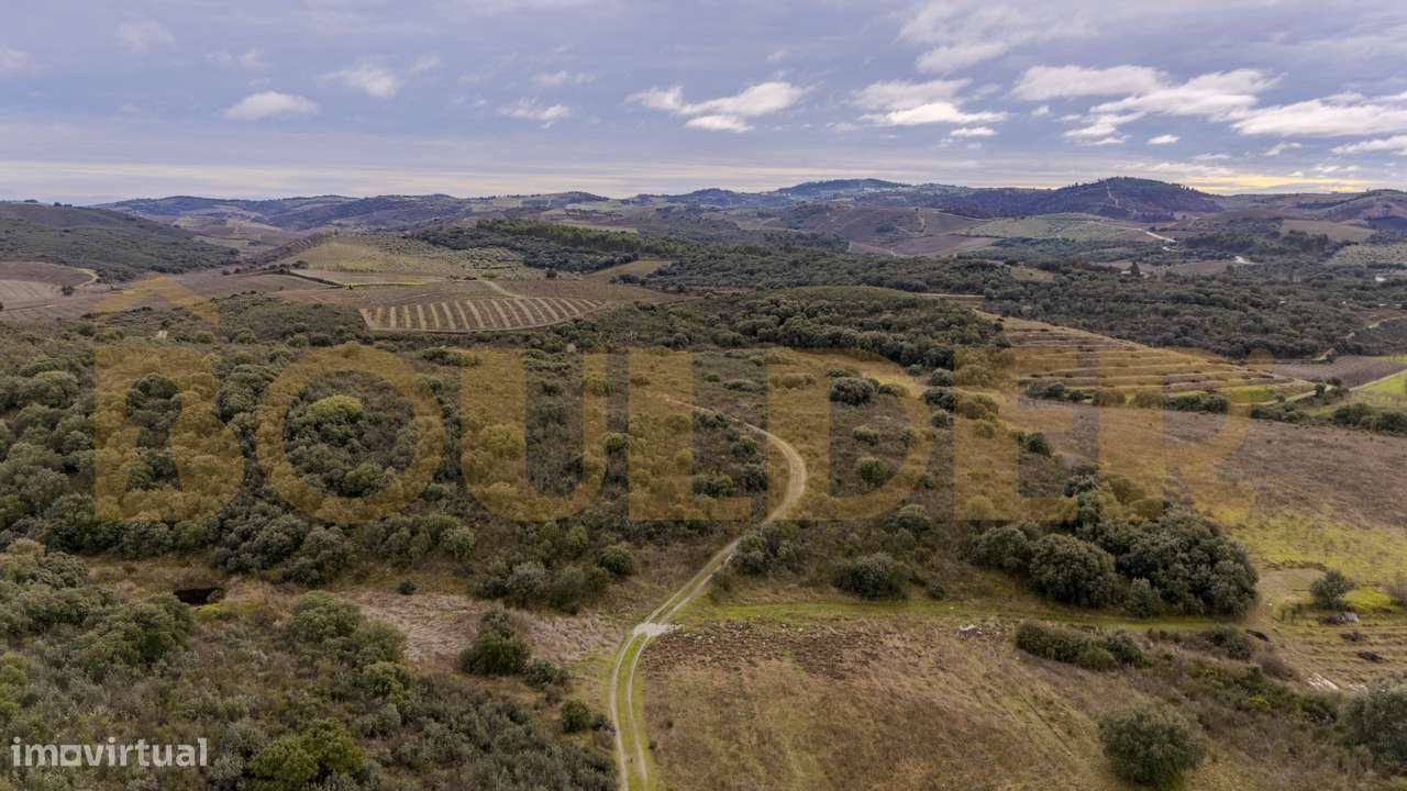 Quinta do Arieiro - Cedovim | Vila Nova de Foz Côa | Douro Superior-22