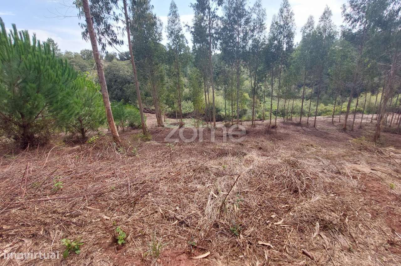 Terreno urbanizável com mais de 8500m2 nos Chãos, a 5 min. de Alcob... - Grande imagem: 3/16