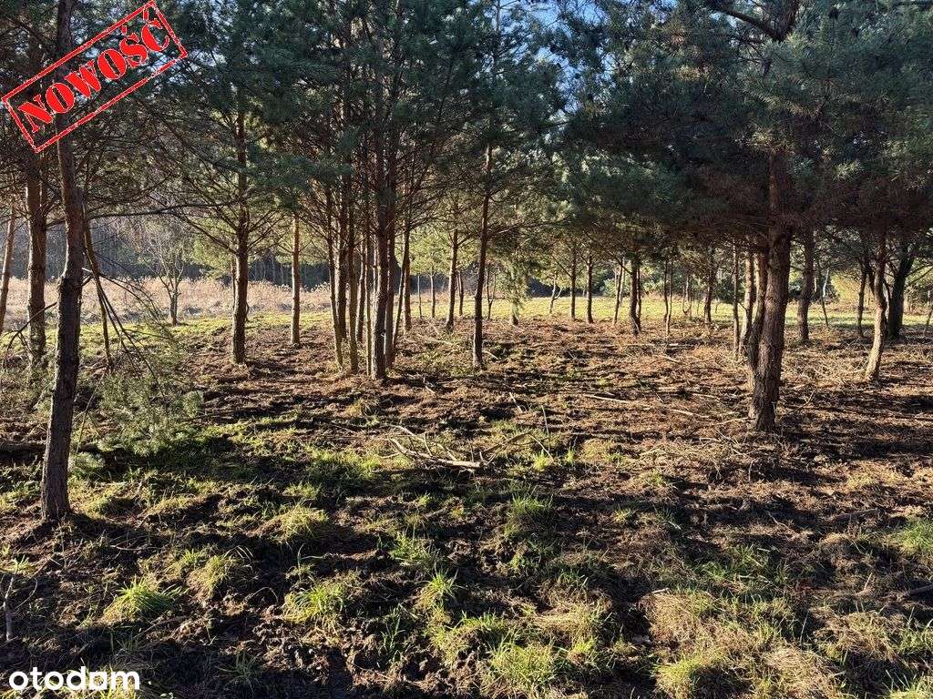 Działka budowlana 8500m2 (Ml), Słupice-7