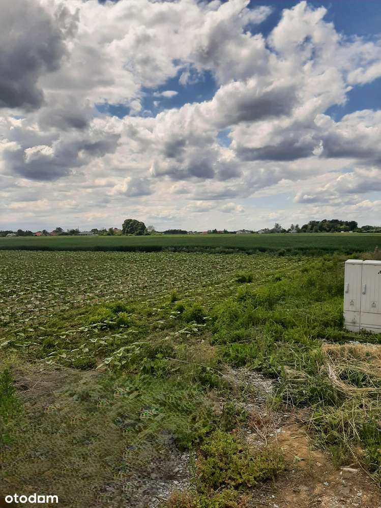 2 działki budowlane w Czernicy (mpzp)-możliwość połączenia do 1800 m² - Pełny obrazek: 4/9