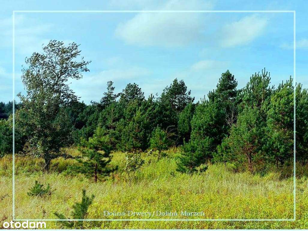 Ostatnie działki w Dolinie Drwęcy z m.p.z.p. z dostępem do strugi! - Pełny obrazek: 4/19