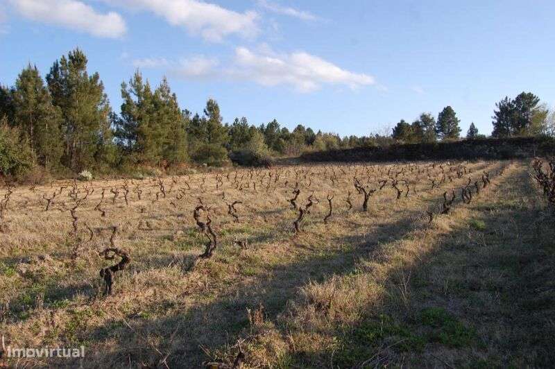 Terreno / Fundão, Três Povos - Grande imagem: 3/3