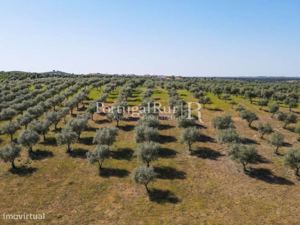 Herdade com 22,62 ha confinante com barragem - Grande imagem: 4/50