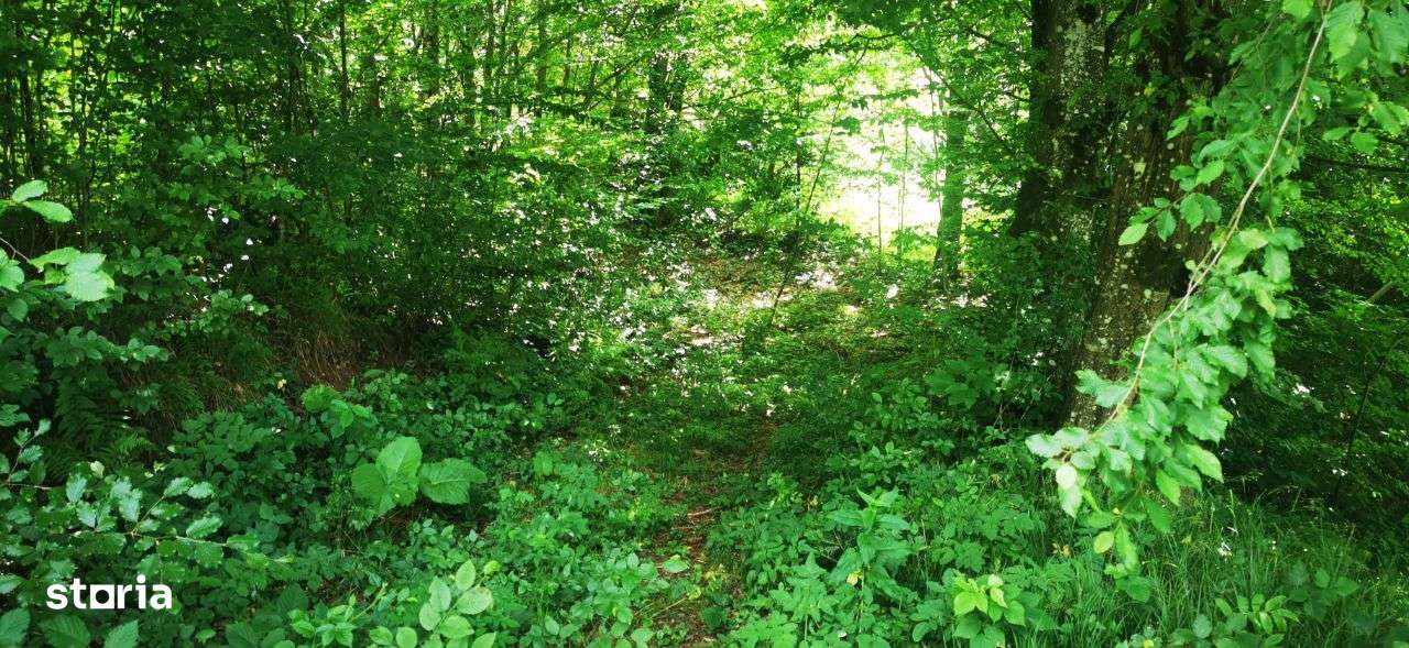 Teren Văliug 900-2400 mp acces auto utilități negociabil - Imagine principală: 4/14