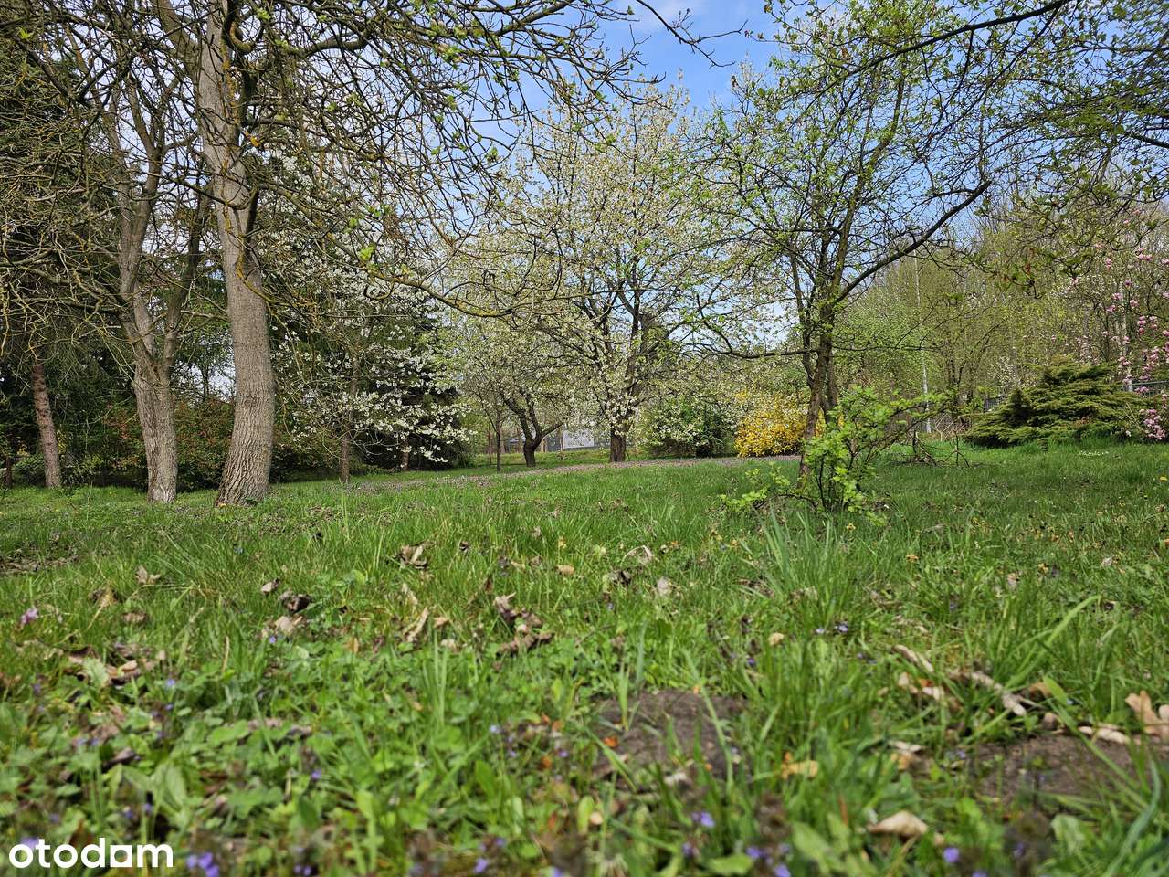 Zielona działka budowlana 2.250 metrów2 - Pełny obrazek: 5/6