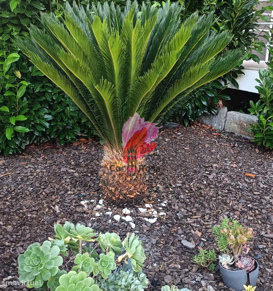 Moradia Geminada tipo T3 – Fareja - Grande imagem: 2/30