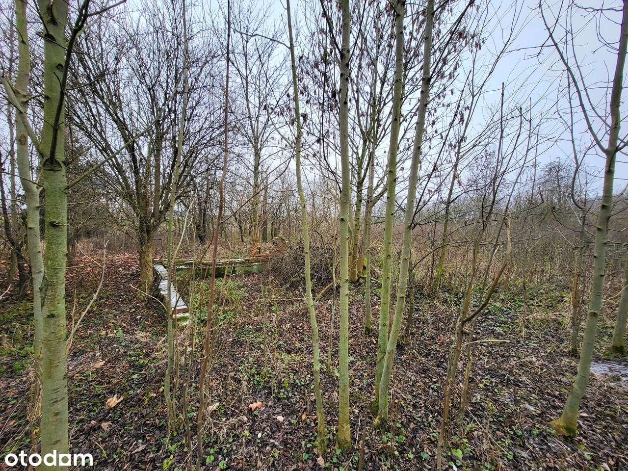 Budynek mieszkalny , budynki gospodarcze | Działka 3514 m2 | Piersno-5