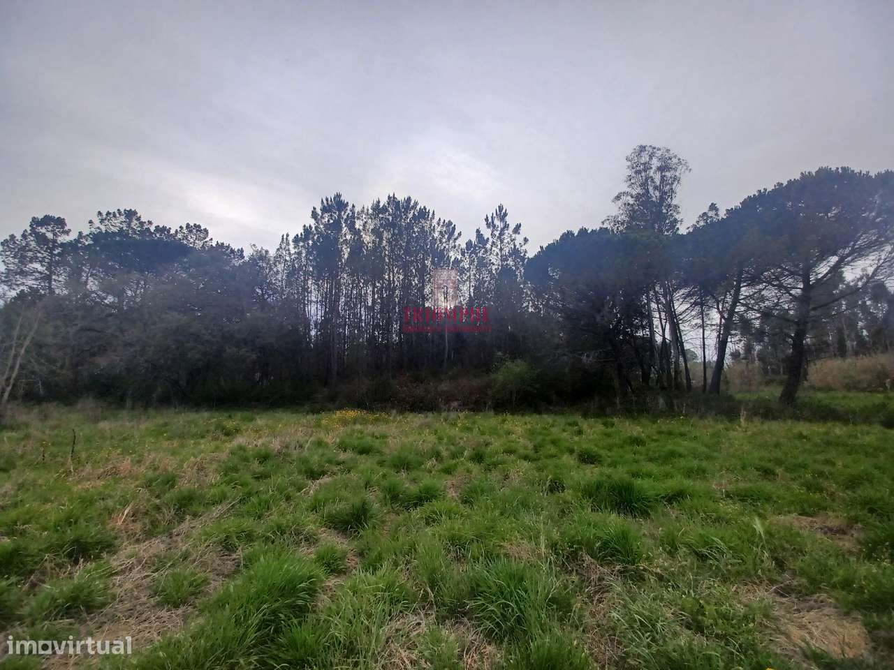 Terreno Rústico C/Poço 1.716m2 Amor Leiria - Grande imagem: 4/10