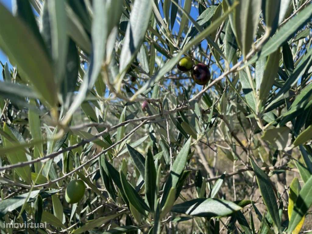 Terreno Agrícola Sustentável com Certificação Biológica em Orjais, ...-18
