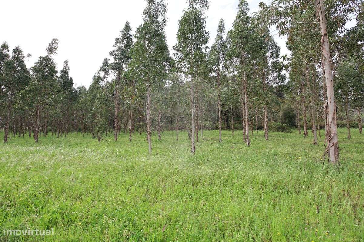 Terreno  para venda - Grande imagem: 5/14