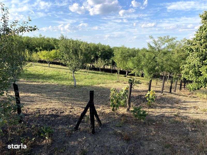 Teren-vie-livada-padurice - Imagine principală: 5/8