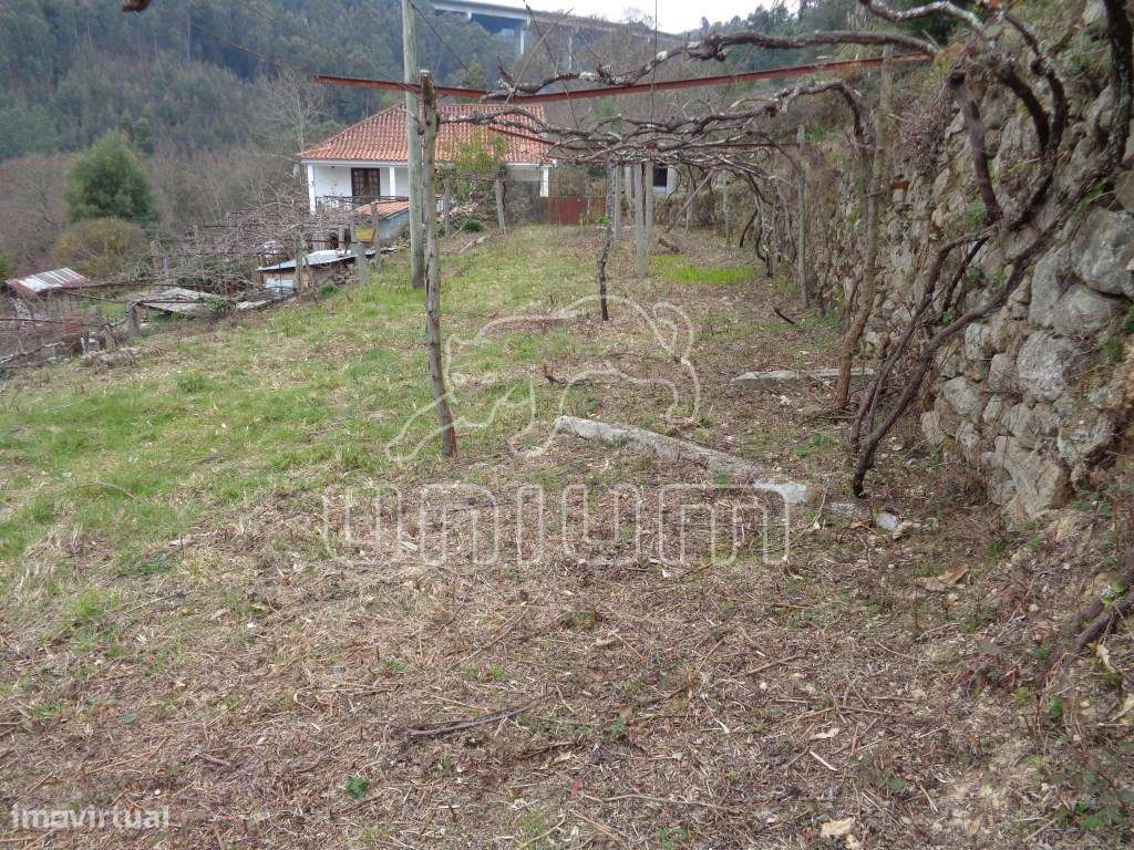 TERRENO COM RUÍNA - Labruja, Ponte de Lima - Grande imagem: 5/7
