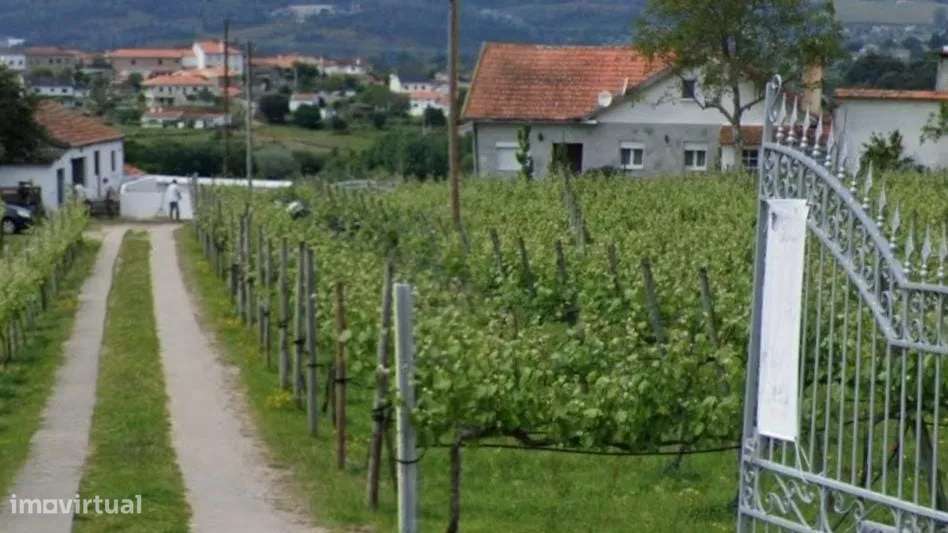 QUINTA EM MONÇÃO COM PRODUÇÃO DE VINHO ALVARINHO - Grande imagem: 2/10