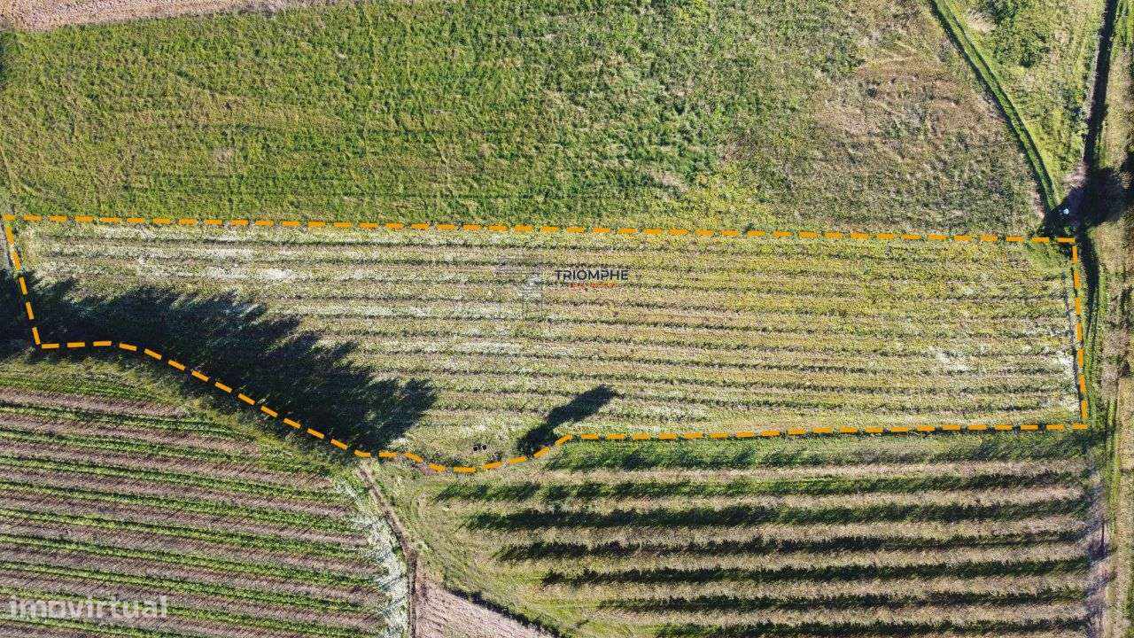 Terreno c/ projeto aprovado em Moita dos Ferreiros - Grande imagem: 2/8