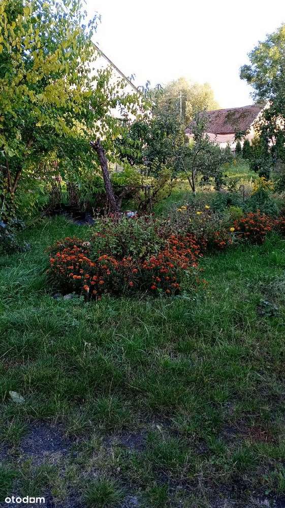 sprzedam,wynajmę dom w Gardzku/k Strzelec Kraj. - Pełny obrazek: 5/14