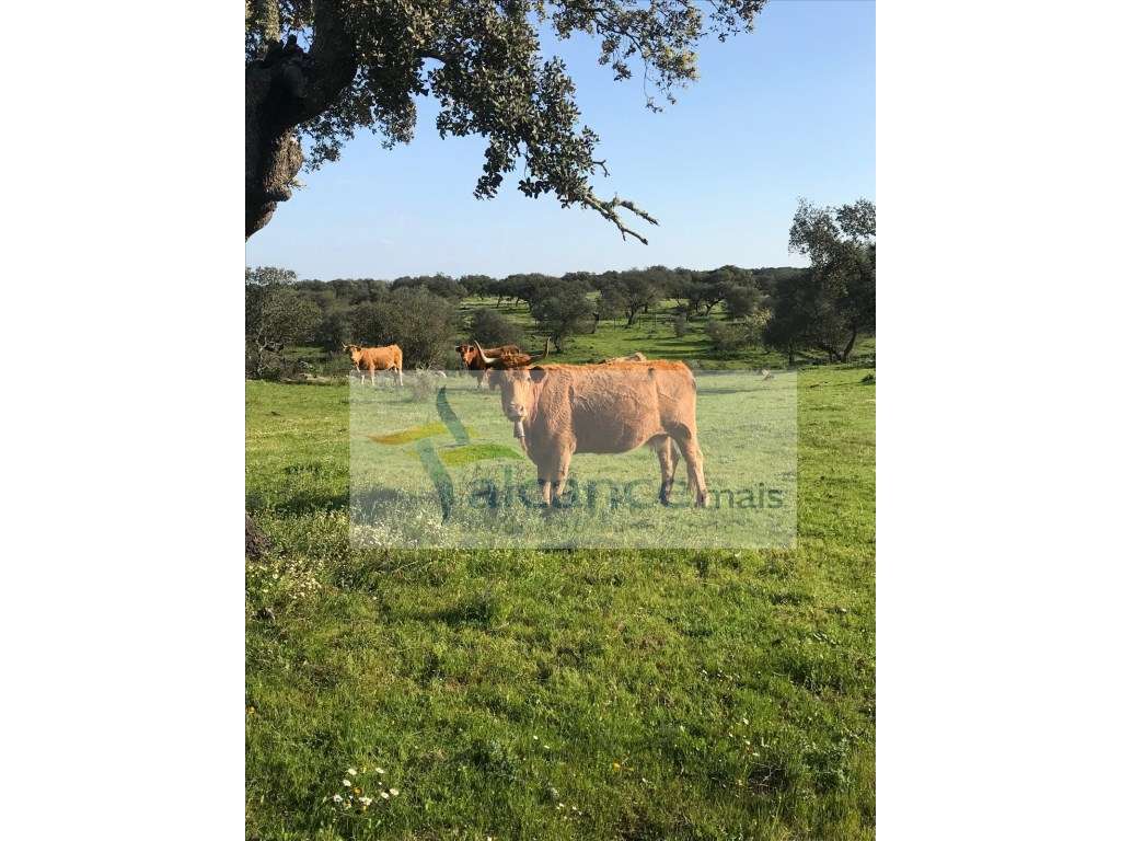 Herdade com 814hectares no Baixo Alentejo / Moura / Fronteira com E...-9