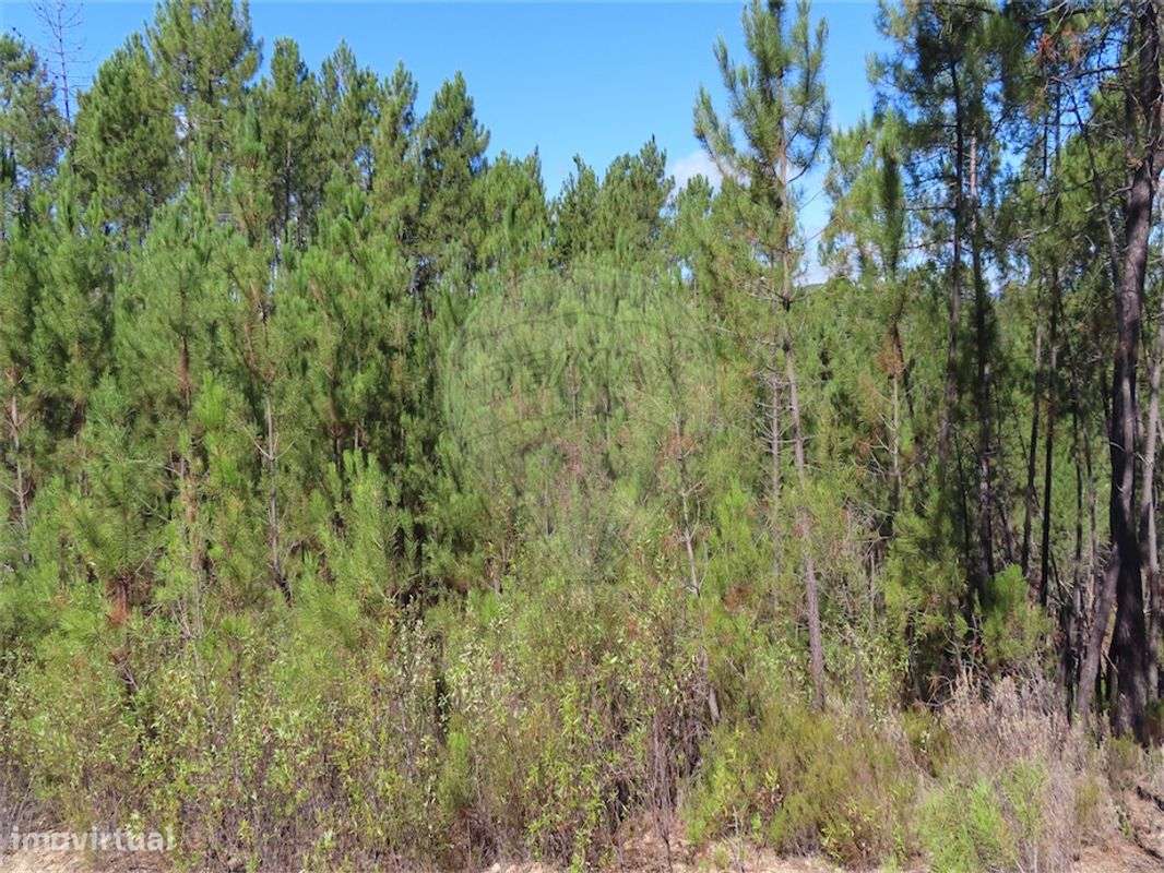 Quinta  para venda - Grande imagem: 4/4