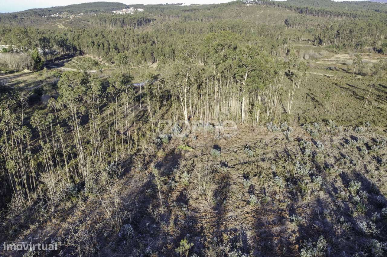 Terreno Rústico com Cultura de Mata Mista, Folgosa, Maia - Grande imagem: 5/22