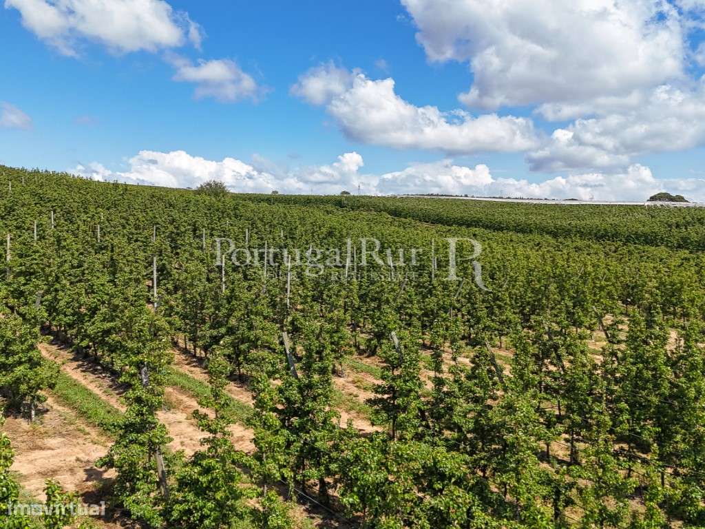 Exploração Agrícola com 37 ha e produção de Pera Rocha no Cadaval-13