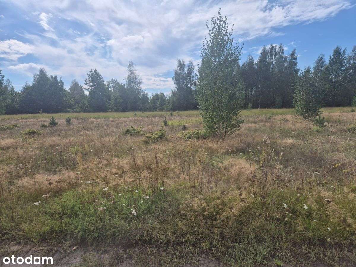 Działka przy Kampinowskim Parku Narodowym - Pełny obrazek: 5/9