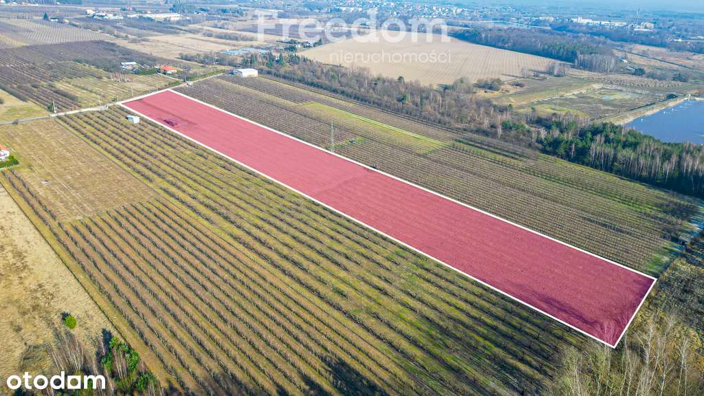 Działka rolna 2,25 ha - Marianka koło Tarczyna - Pełny obrazek: 4/20