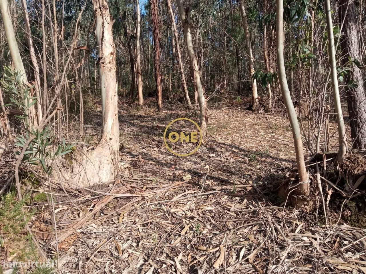 Terreno florestal em Remelhe, Barcelos - Grande imagem: 5/5