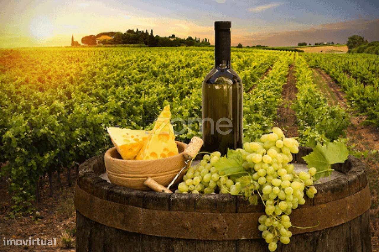 Quinta no Douro - Douro Farm - Douro-TAL-12