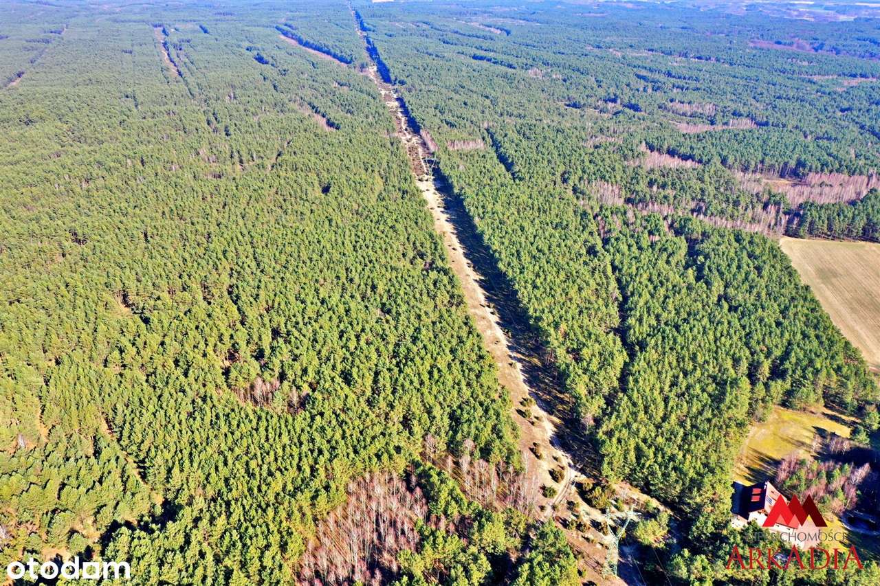 Działka las iglasty 40-50 letni, Bobrownickie Pol - Pełny obrazek: 5/6