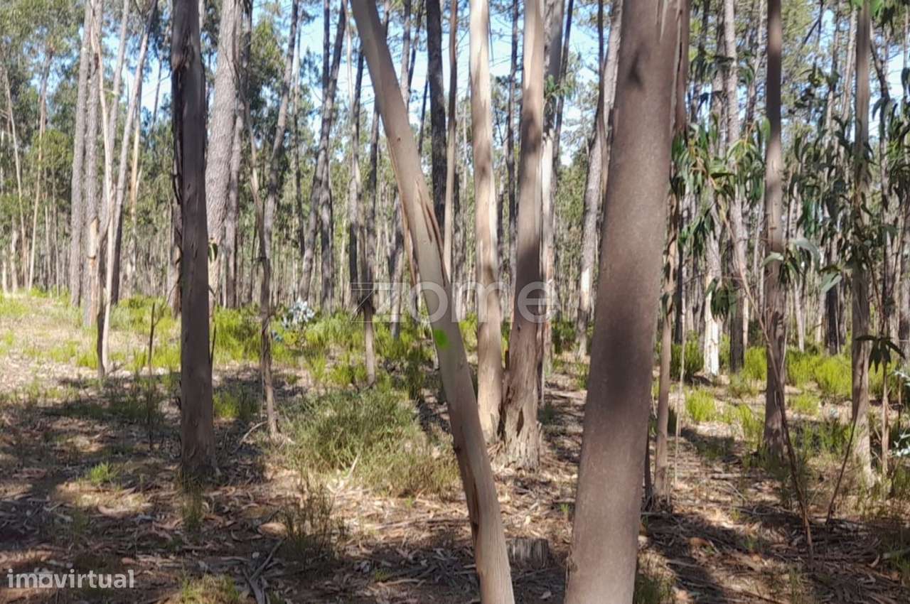 Terreno rústico - Grande imagem: 2/23