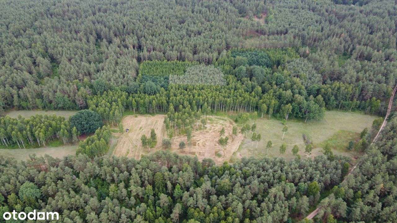 Działka w sercu lasu na Podlasiu Dzierniakowo - Pełny obrazek: 5/11