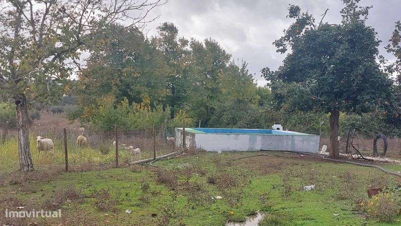 Rústico c/ Habitação e dependências - Alcôrrego | AVIS - Grande imagem: 4/9