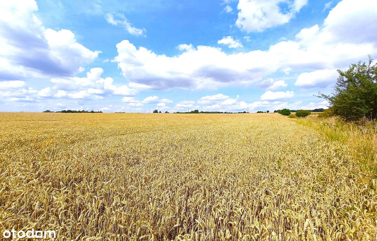 Działka, 21 758 m², Krasnystaw - Pełny obrazek: 4/15