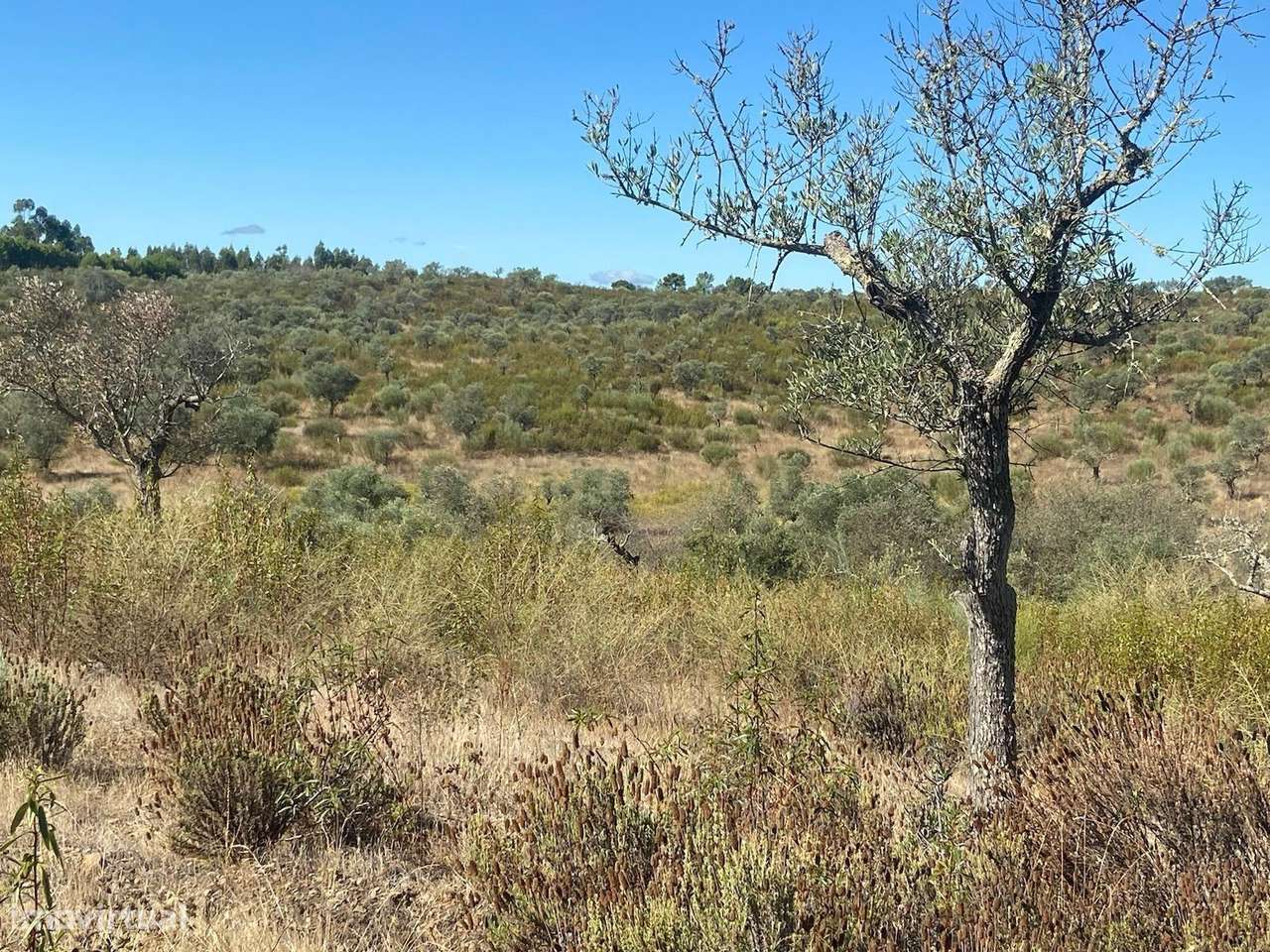 Olival tradicional Escalos de Baixo - Grande imagem: 4/11