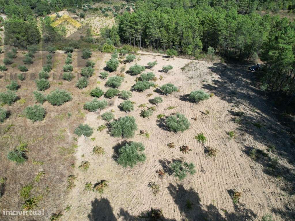 Quintinha em Salgueiro do Campo, Castelo Branco - Grande imagem: 4/15