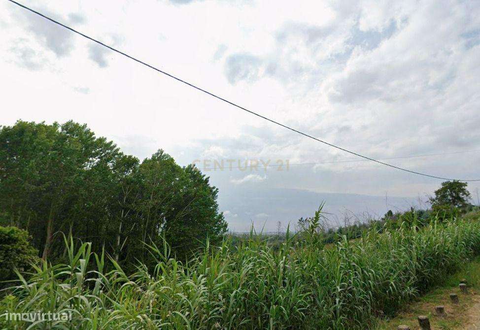 Terreno em Angeja, Albergaria a Velha - Grande imagem: 3/5