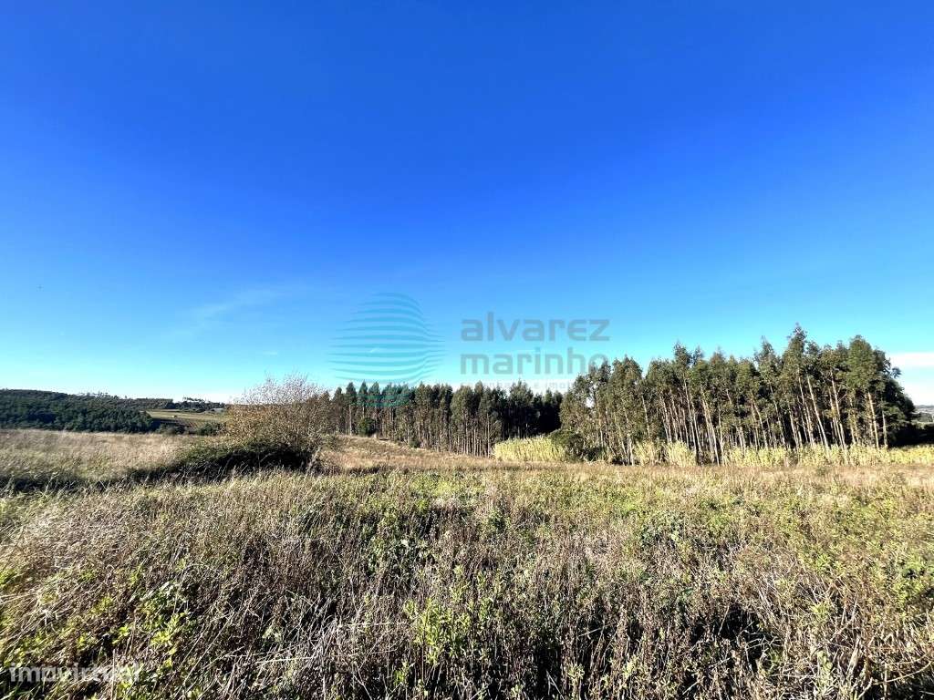 Excelente terreno rústico com 18.368m2, Bombarral - Grande imagem: 4/8