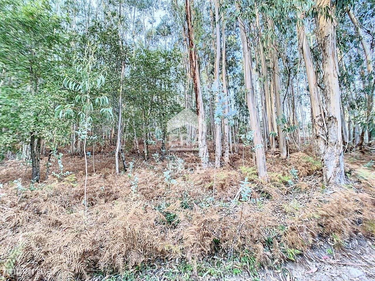 Terreno com 7.410m2 em Arões São Romão, Fafe - Grande imagem: 5/6