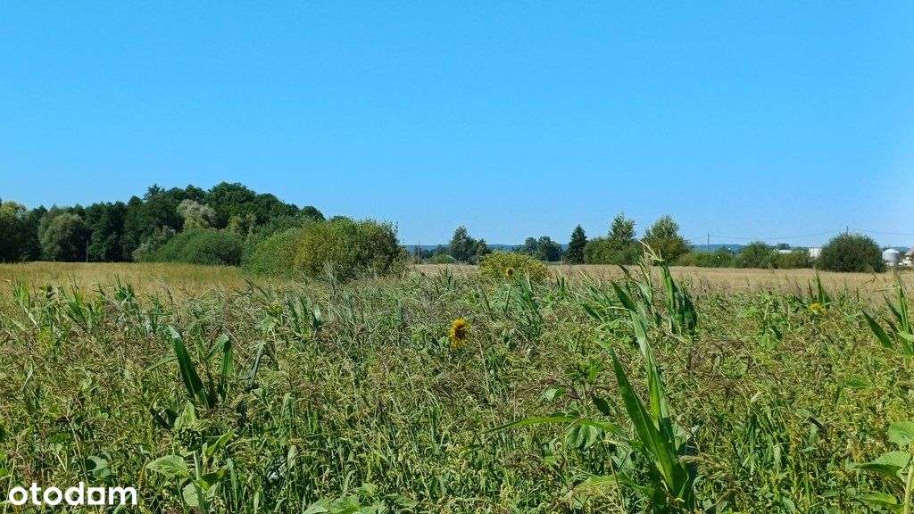 Malownicza działka we Włostowie, gmina Bogdaniec - Pełny obrazek: 4/6
