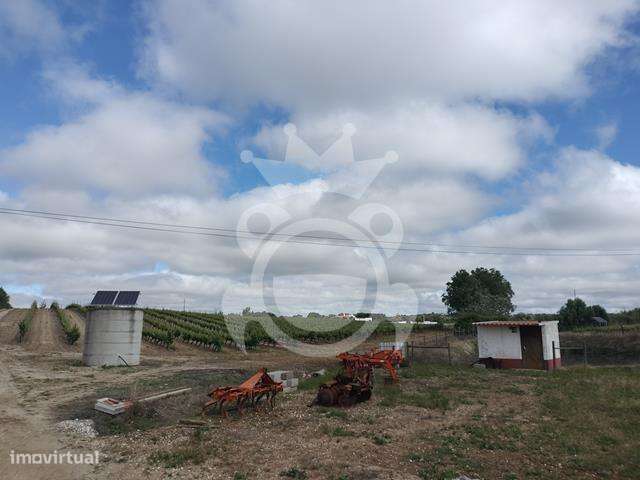 Vinha 4,425 ha com gota a gota e viab construção-11