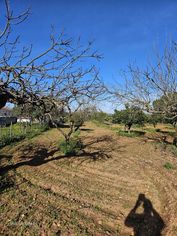 Quinta de 20 hectares em Campo Maior com Olival - Grande imagem: 4/12