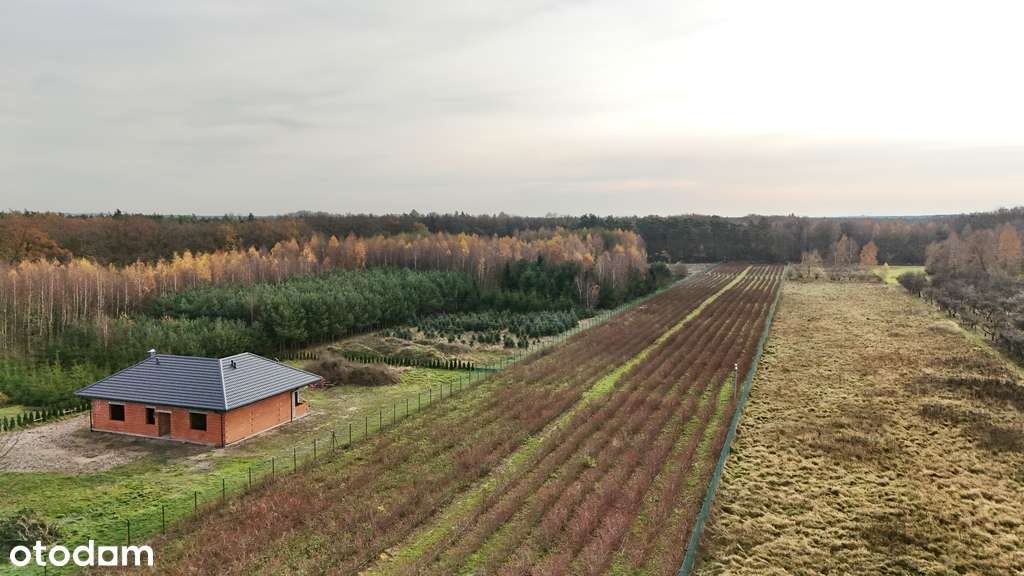 Działka rolno-budowlana, uprawa borówek k.Kalisza - Pełny obrazek: 2/12