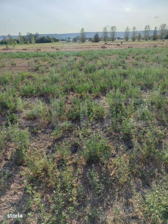 Teren intravilan Simnicu de Sus, parcele de 550 mp si 520 mp - Imagine principală: 4/4