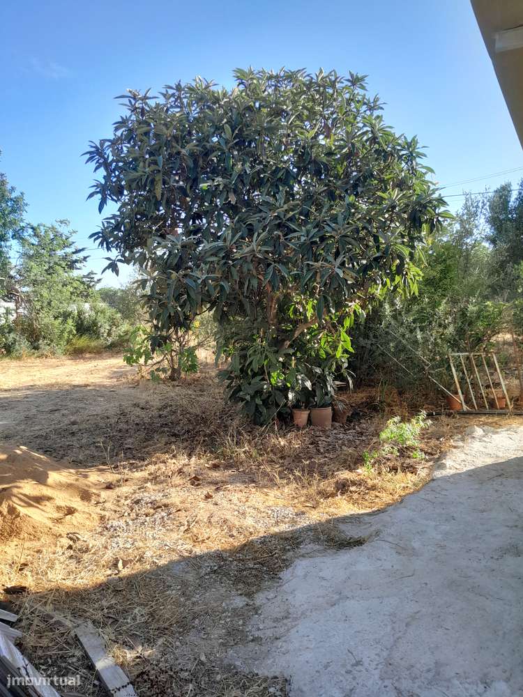 Moradia T3 C/ 10.000M2 Terreno C/ Furo-32